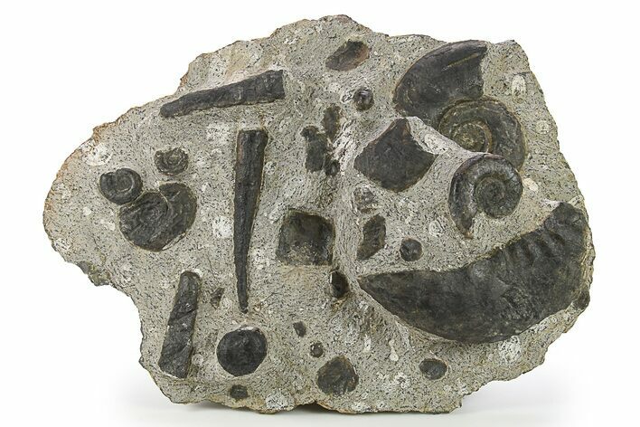 Plate of Devonian Ammonite & Cephalopod Fossils - Morocco #291024